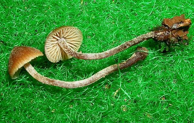 Galerina pruinatipes A.H. Sm.